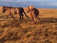 घोड़ा, Altai horse — फ़ोटो 3