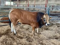 Bulle, Partenaise cattle — Foto 1