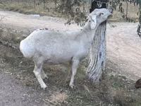 Schaf, Dorper sheep — Foto 6