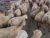 Schaf, Daglıс sheep — Foto 2
