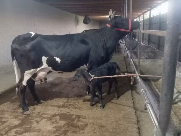 Cow, Holstein breed