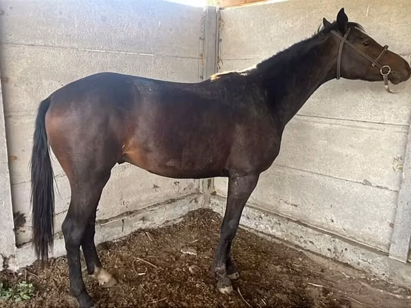 Азаргагүй морь, Friesian sport horse