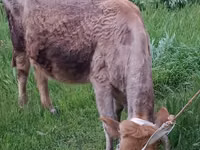 母牛, Azerbaijani zebu — 照片 5