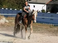Адуу, Gypsy horse — 1 зураг