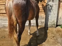 母马, Horses — 照片 1