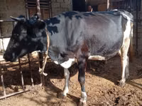 Vaca, Russian Black pied cattle — foto 2