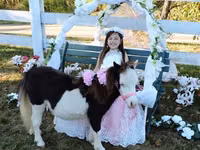 Mare, Miniature horse — photo 8