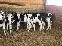 Бух, Russian Black pied cattle — 3 зураг