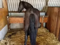 فرس, Friesian — الصورة 2