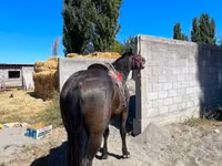 घोड़ा, Karabair horse — फ़ोटो 3