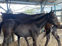 母马, Thoroughbred horse — 照片 2