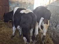 ثور, Russian Black pied cattle — الصورة 2