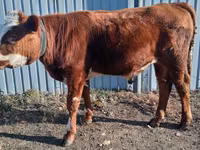 Bulle, Russian Black pied cattle — Foto 3