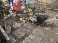 公猪 — 照片 2