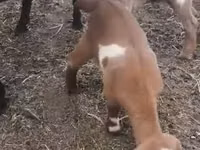 Ямаа, Czech Brown Shorthaired goats — 4 зураг