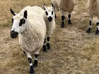 Oveja, Cerry Hill sheep — foto 5