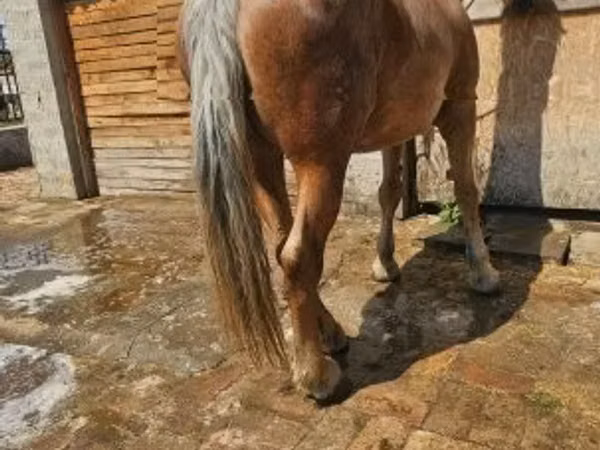 فرس, الخيول