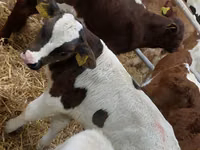 أبقار (دفعة، الجنس غير محدد), Simmental cattle — الصورة 4