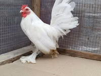 Chickens — photo 3