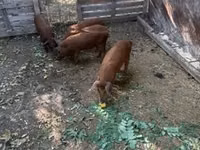 मादा सूअर — फ़ोटो 2