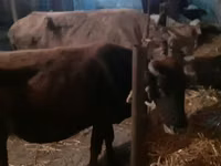 母牛, Cattle — 照片 3