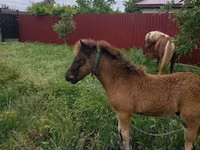 Stute, Australian Pony — Foto 3