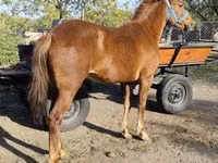 Yegua, Hungarian horse breed — foto 1