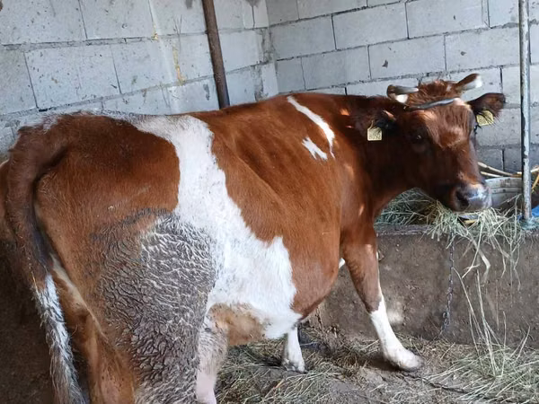 بقرة, Simmental cattle