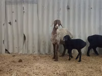 母羊, Arashan sheep — 照片 5