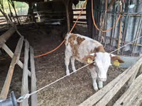 Bull, Hungarian Grey breed — photo 4