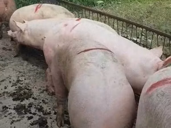 नर सूअर, 