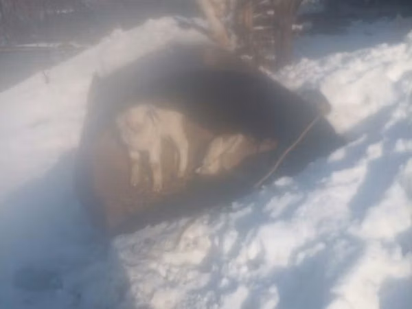 Billy Goat, Saanen goat