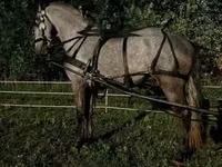 Адуу, Lipizzaner — 6 зураг