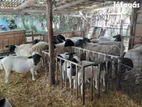 母羊, Dorper sheep — 照片 2