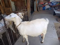 母山羊, Goats — 照片 8