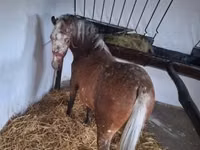 घोड़ी, Berber horse — फ़ोटो 2