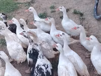 Ducks — photo 2