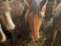 母马, Kustanai horse — 照片 2