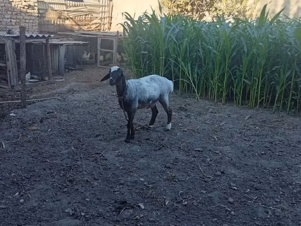 Widder, Blackheaded Persian sheep