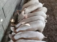 Boar — photo 2