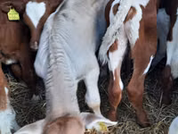 公牛, Simmental cattle — 照片 1