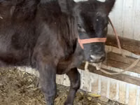 Vaca, Aberdeen-Angus — foto 3