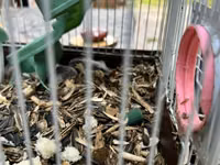 Hamster qəfəsi – tam dəst

15 ədədi qab qaşıg satıram — 5 зураг