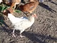 Chickens — 照片 1