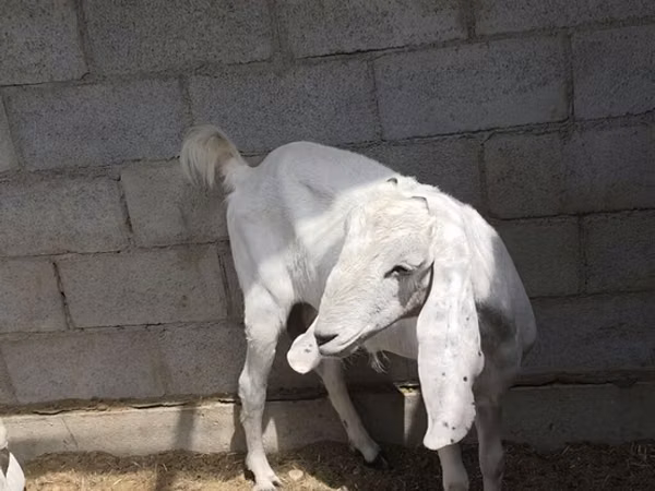 Ямаа, Beetal goats