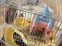 2 eded hamster qefesi ve apilkasi ile birlikde verirem qefes baha — foto 2
