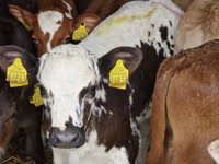 Cattle (batch, sex not specified), Simmental cattle — photo 4