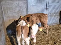 Toro, Simmental cattle — foto 4