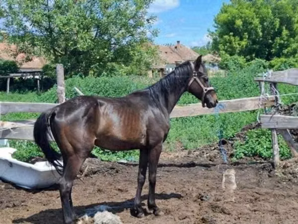 Horse (M), Hungarian horse breed