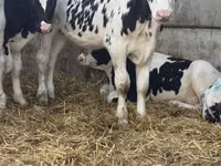 Bulle, Russian Black pied cattle — Foto 4